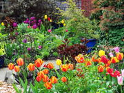 25th Apr 2022 - Lovely Garden...
