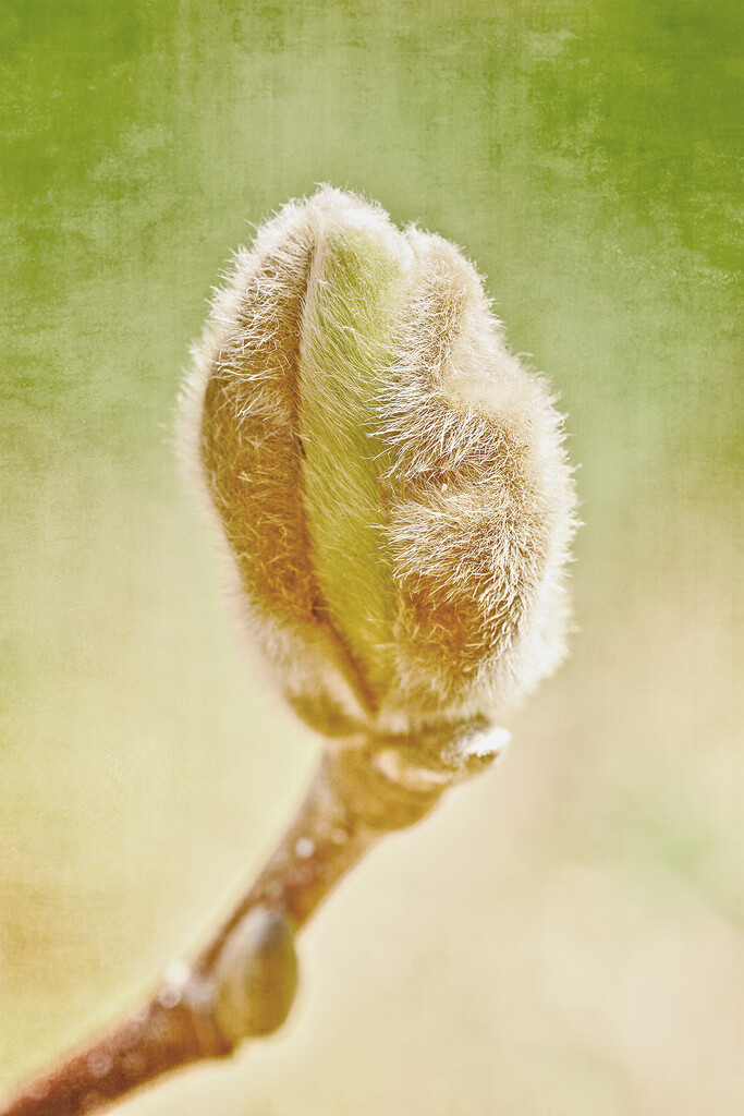 Fuzzy Magnolia Bud by gardencat