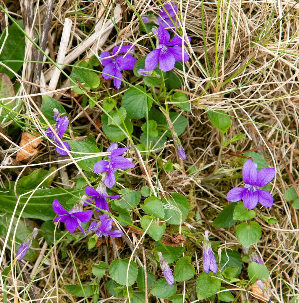 Dog-Violet by lifeat60degrees