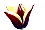 25th Apr 2022 - Garden Tulip