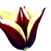 Garden Tulip by carole_sandford