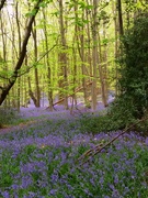 25th Apr 2022 - The sea of bluebells in the woods today