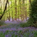 The sea of bluebells in the woods today by anitaw