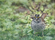 25th Apr 2022 - White Throated Sparrow