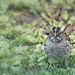 White Throated Sparrow by gardencat