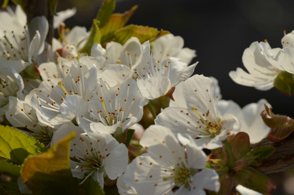 Cherry blossom by ivanc