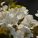 Cherry blossom by ivanc