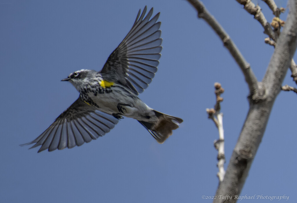 Yellow Rumped Warbler's Fly-By by taffy