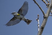 25th Apr 2022 - Yellow Rumped Warbler's Fly-By