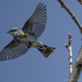 Yellow Rumped Warbler's Fly-By by taffy