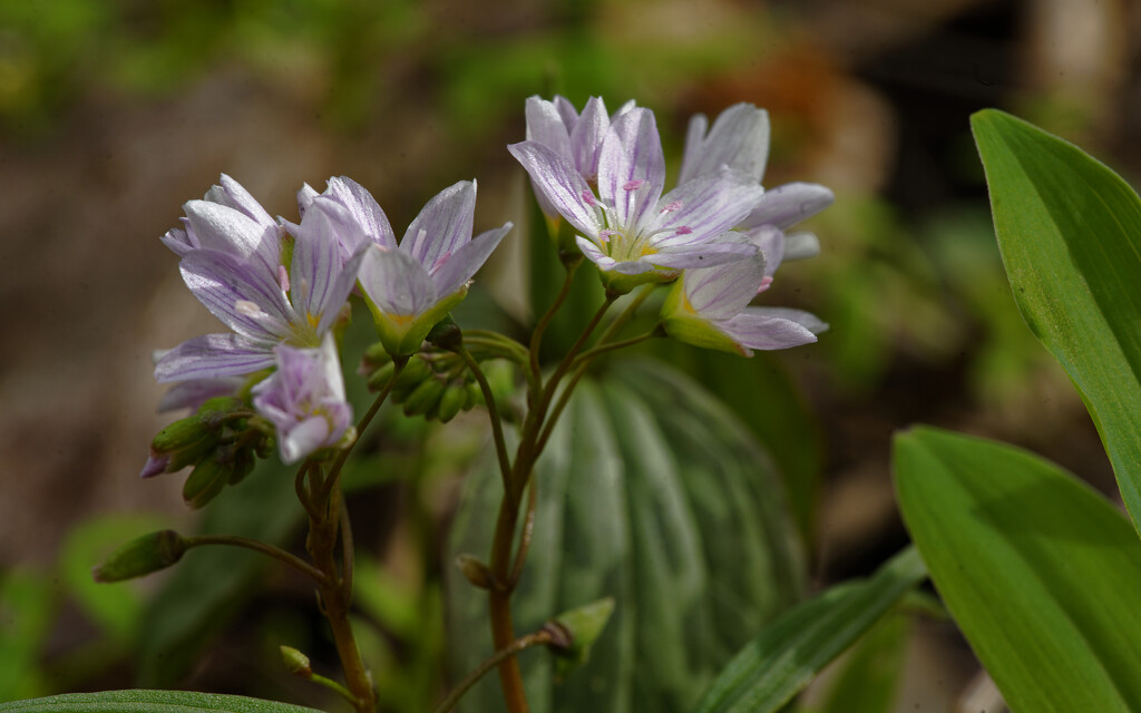 spring beauty  by rminer