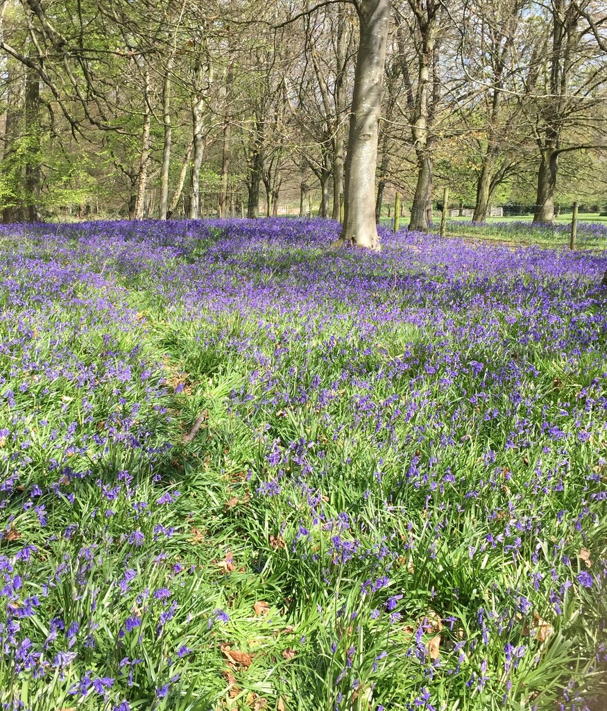 Bluebells at Mortimer Forest by snowy