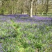 Bluebells at Mortimer Forest by snowy