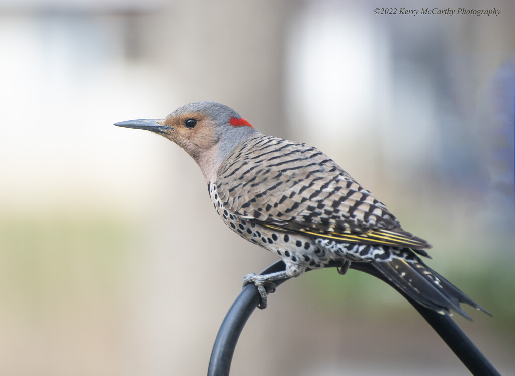 Female Yellow-shafted Flicker by mccarth1
