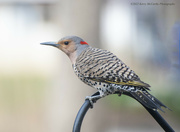 25th Apr 2022 - Female Yellow-shafted Flicker