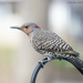 Female Yellow-shafted Flicker by mccarth1