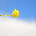 Just a yellow flower or... by antonios
