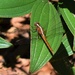     Dragon Fly On A Tibouchina Leaf ~        by happysnaps