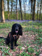 25th Apr 2022 - Mabel and bluebells