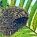 Nest.  by cocobella