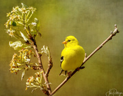 25th Apr 2022 - American Goldfinch