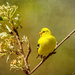 American Goldfinch by jgpittenger