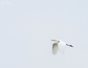 25th Apr 2022 - White Egret Flying Out of the Mist 