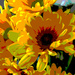 Yellow-Orange Daisy filtered by larrysphotos