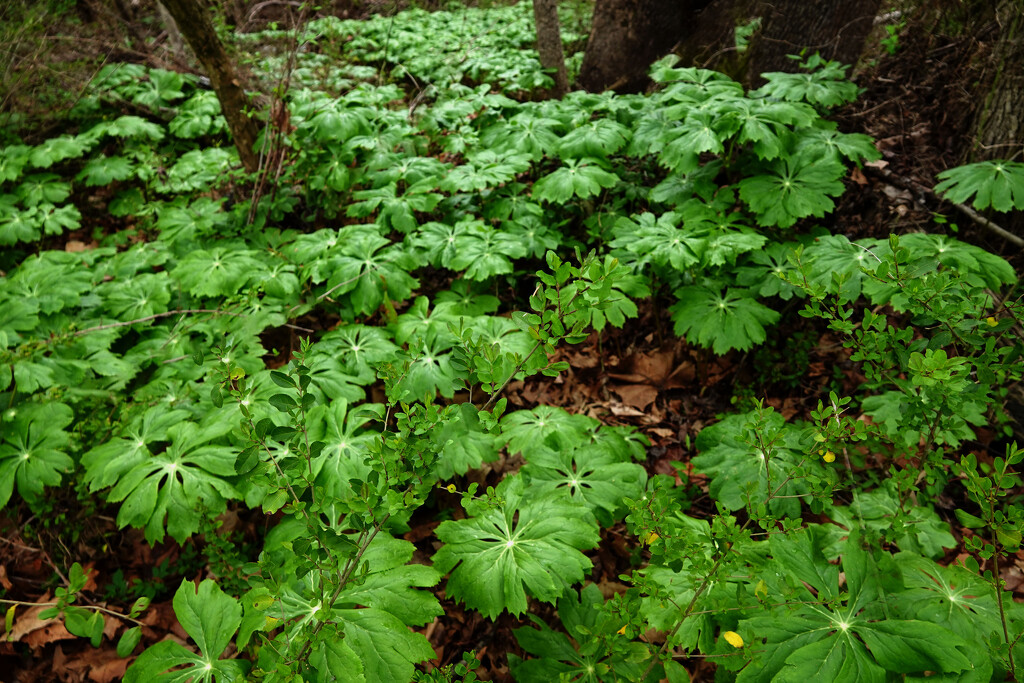 Mayapples are Coming! by milaniet