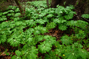 25th Apr 2022 - Mayapples are Coming!