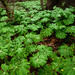 Mayapples are Coming! by milaniet