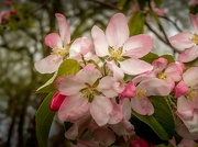 25th Apr 2022 - Blossoms