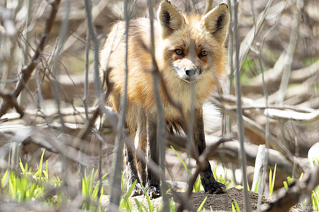 Hello foxy by fayefaye