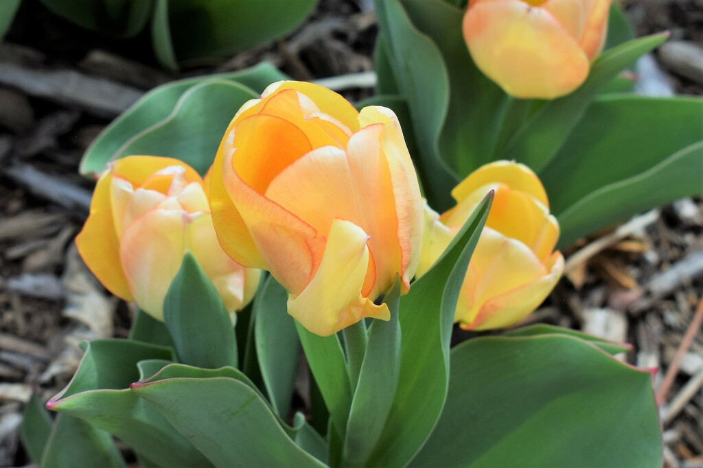 Peachy yellow tulips by sandlily