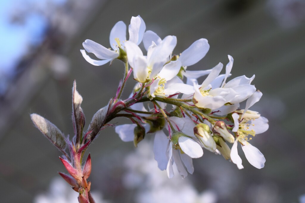 Unidentified white flowering bush by sandlily