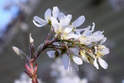 25th Apr 2022 - Unidentified white flowering bush