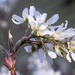 Unidentified white flowering bush by sandlily