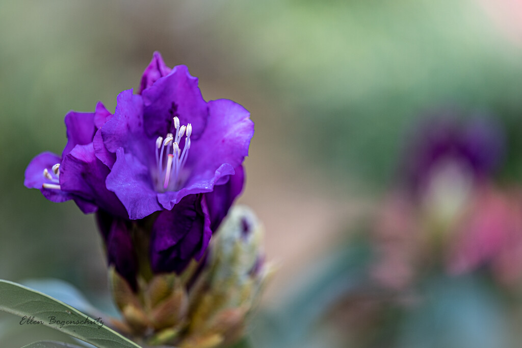 Purple Rhodie just budding out by theredcamera