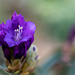 Purple Rhodie just budding out