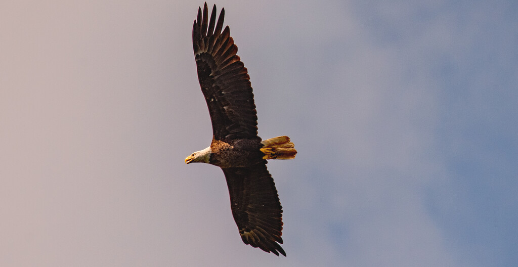 Bald Eagle Soaring in the Sky! by rickster549