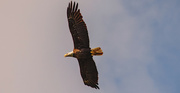 25th Apr 2022 - Bald Eagle Soaring in the Sky!