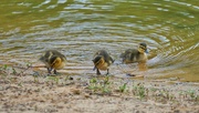 25th Apr 2022 - 115-365 baby ducks