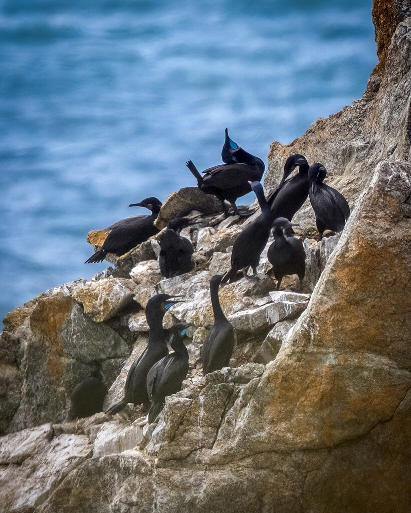 Brandt’s Cormorants in breeding plumage by nicoleweg