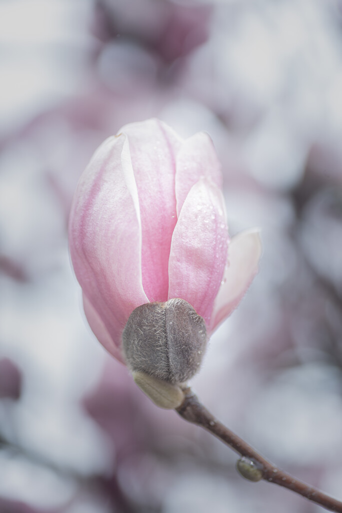 magnolia... by jackies365