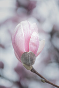 25th Apr 2022 - magnolia...