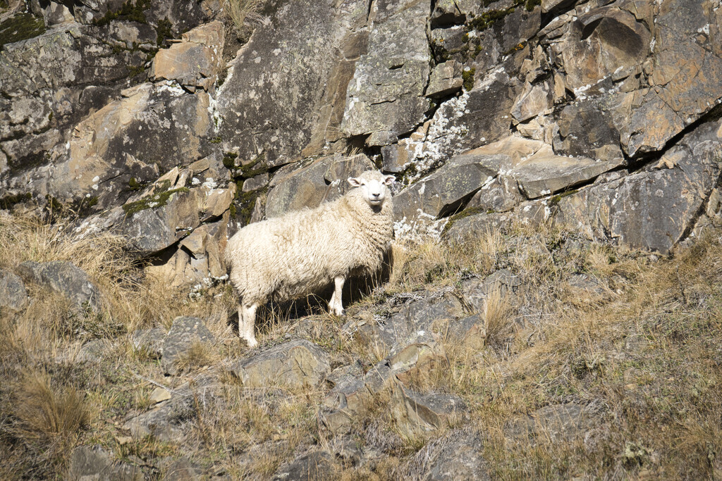Lone sheep by dkbarnett