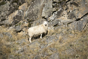13th Apr 2022 - Lone sheep