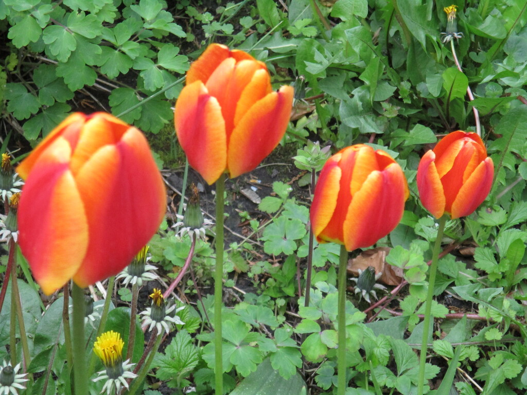 Tulips in the Church Garden. by grace55
