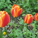 Tulips in the Church Garden. by grace55