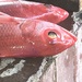Very Pink Fish  by rensala